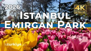 Read more about the article 🌷 [4K] Istanbul Tulip Festival 2026 at Emirgan Park 🇹🇷 Beautiful Spring Flowers & Bosphorus Walk